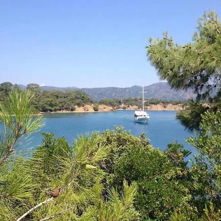 Bouganvillea * Sarigerme