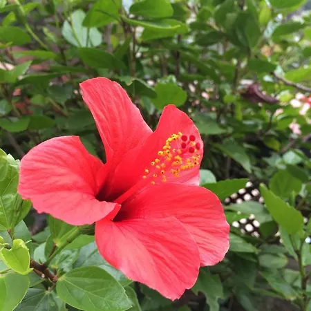 Bouganvillea * Sarigerme
